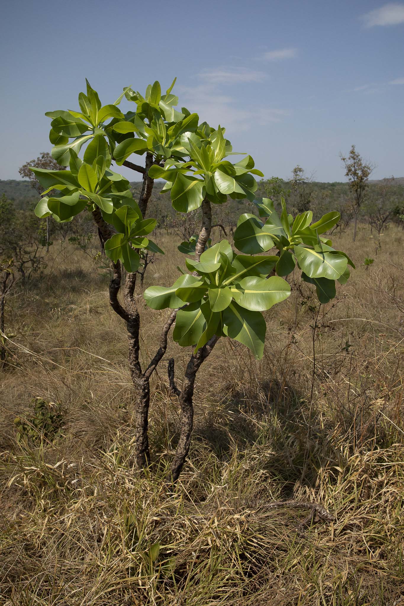 Imagem Expedição Chap Guim - ESEC Serra das Araras--35 da expedição de expedicoes/araras_25